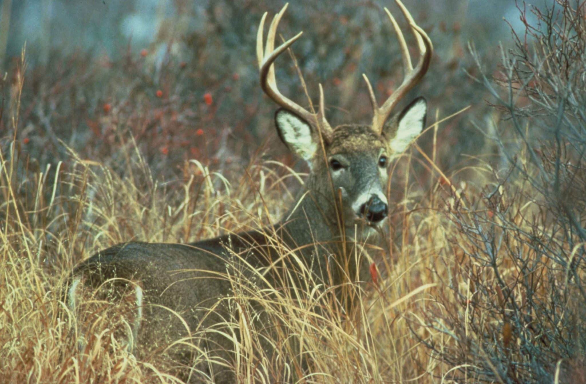 A whitetail buck in tall grass